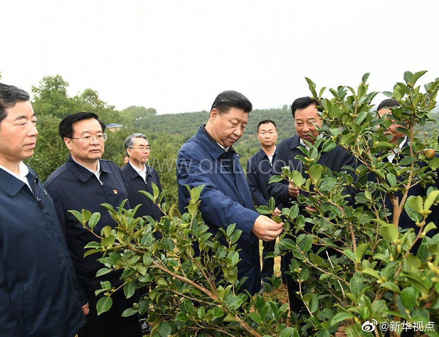 光山油茶籽榨油設備，山茶籽油榨油機廠家(圖1)